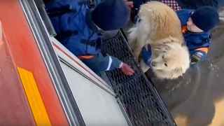 Спасатели выносят собаку из затопленного дома в Орске.