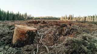 Минобороны предложило правительству рубить лес на любых землях лесного фонда без каких-либо обязательств и разрешительных документов. Всё, что должно сделать министерство ― уведомить органы управления лесами в течение 30 дней о том, что рубки уже были проведены.